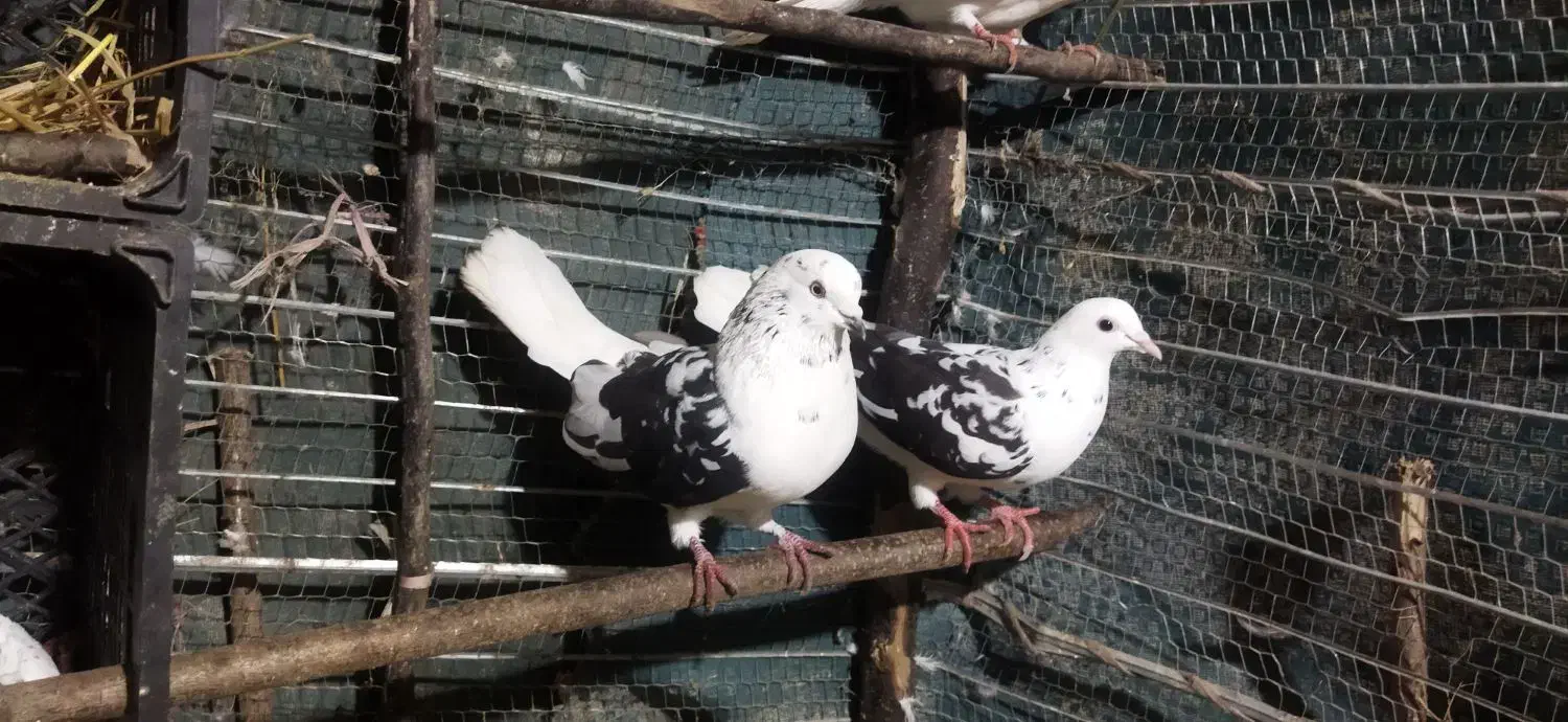 کبوتر|پرنده|اطاقور, |دیوار