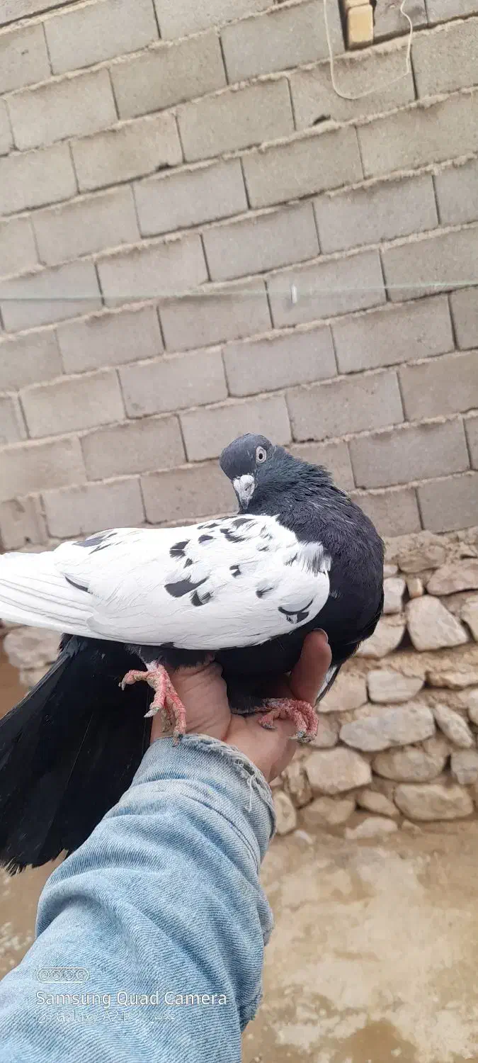 کفتر سینه|پرنده|شیروان (خراسان), |دیوار