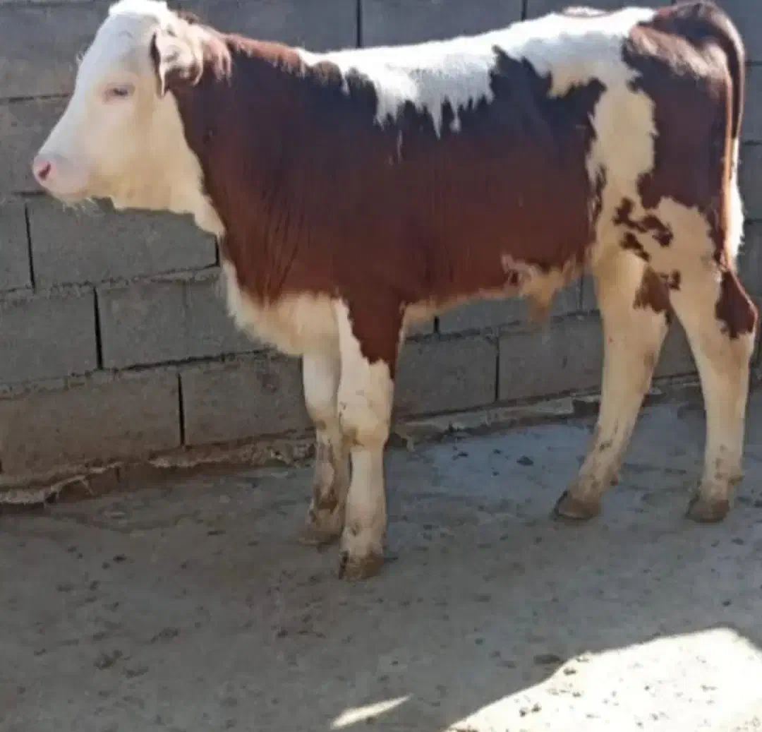 گاو|حیوانات مزرعه|شیراز, اصلاح‌نژاد|دیوار