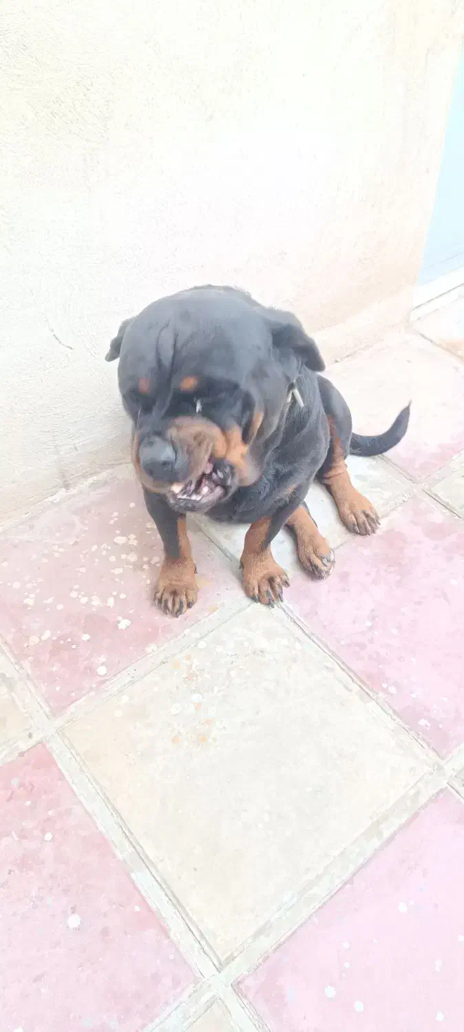 سگ نگهبان|سگ|هشتگرد, تهران دشت|دیوار