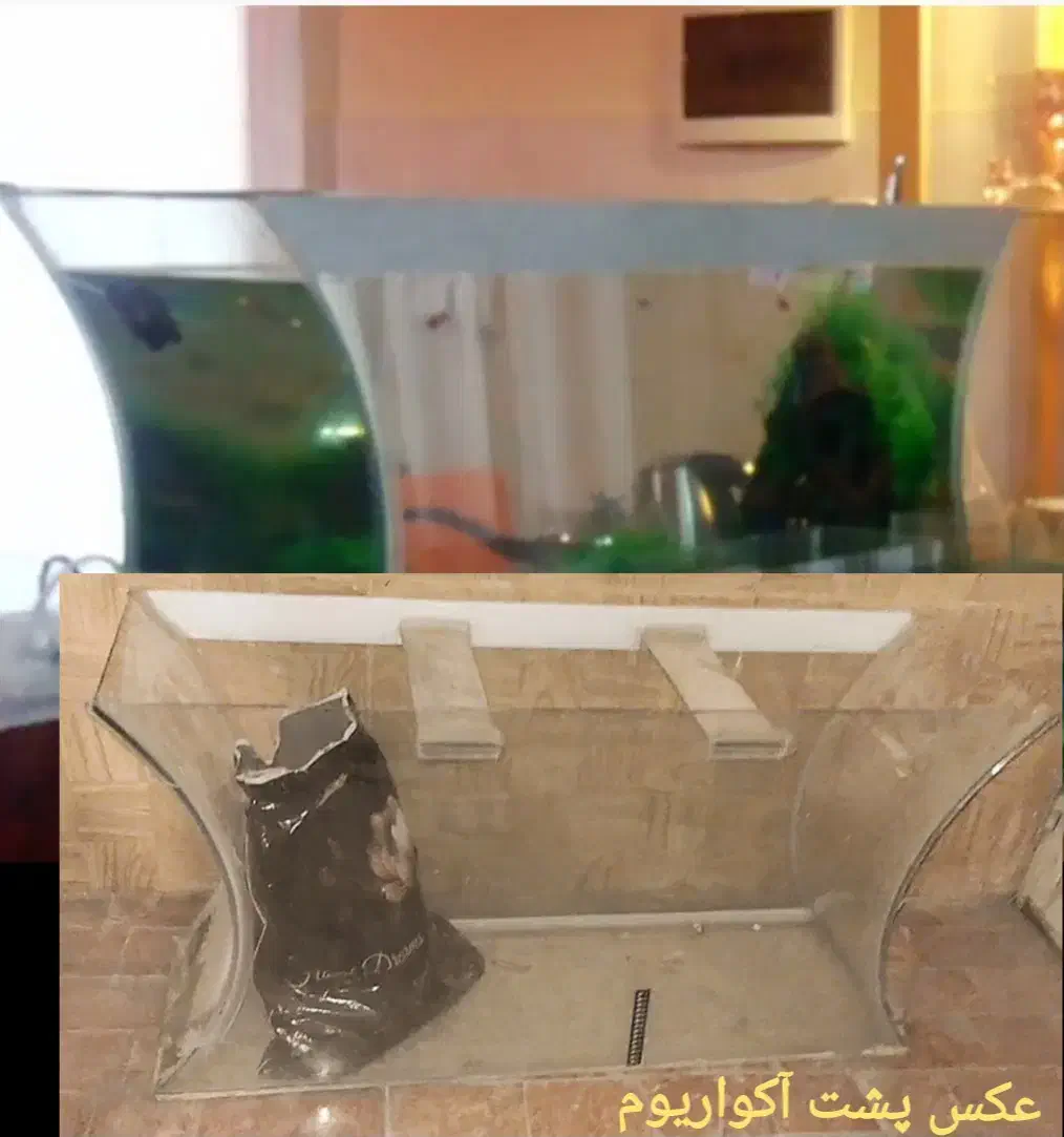 آکواریوم طرح مقعر زیبا + وسایل|ماهی|مشهد, کوثر|دیوار