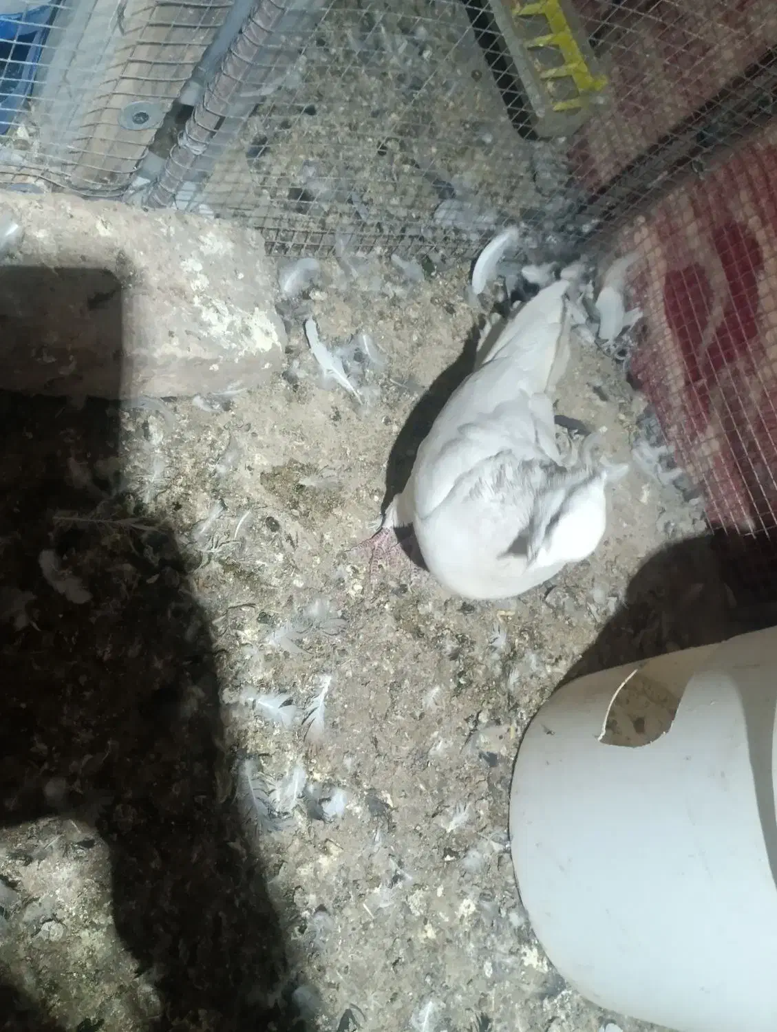 پرنده|پرنده|بم, |دیوار