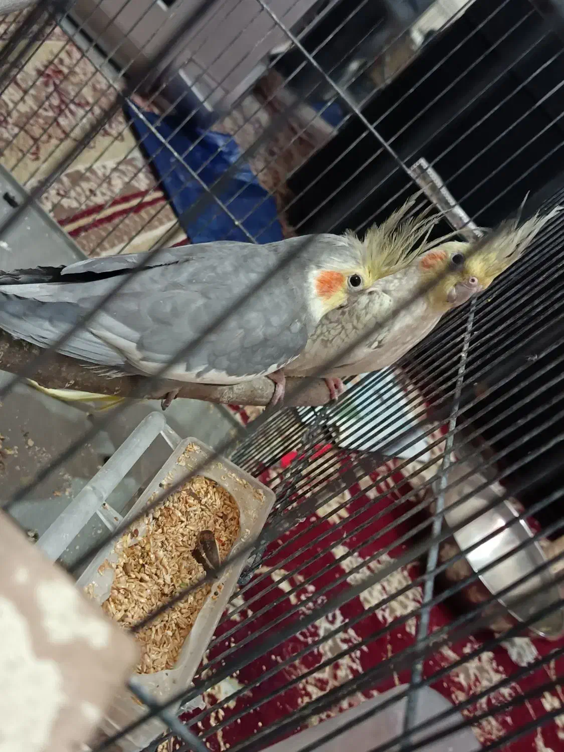 عروس هلندی جفت با تخم|پرنده|بجنورد, |دیوار