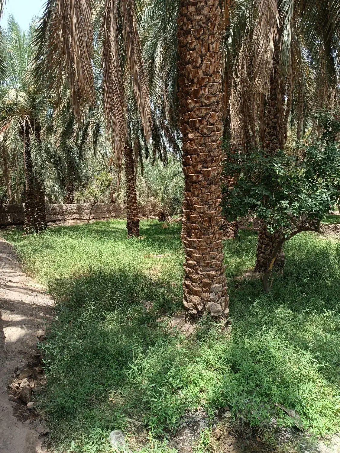 باغ خرما|فروش دفتر صنعتی، کشاورزی، تجاری|بم, |دیوار