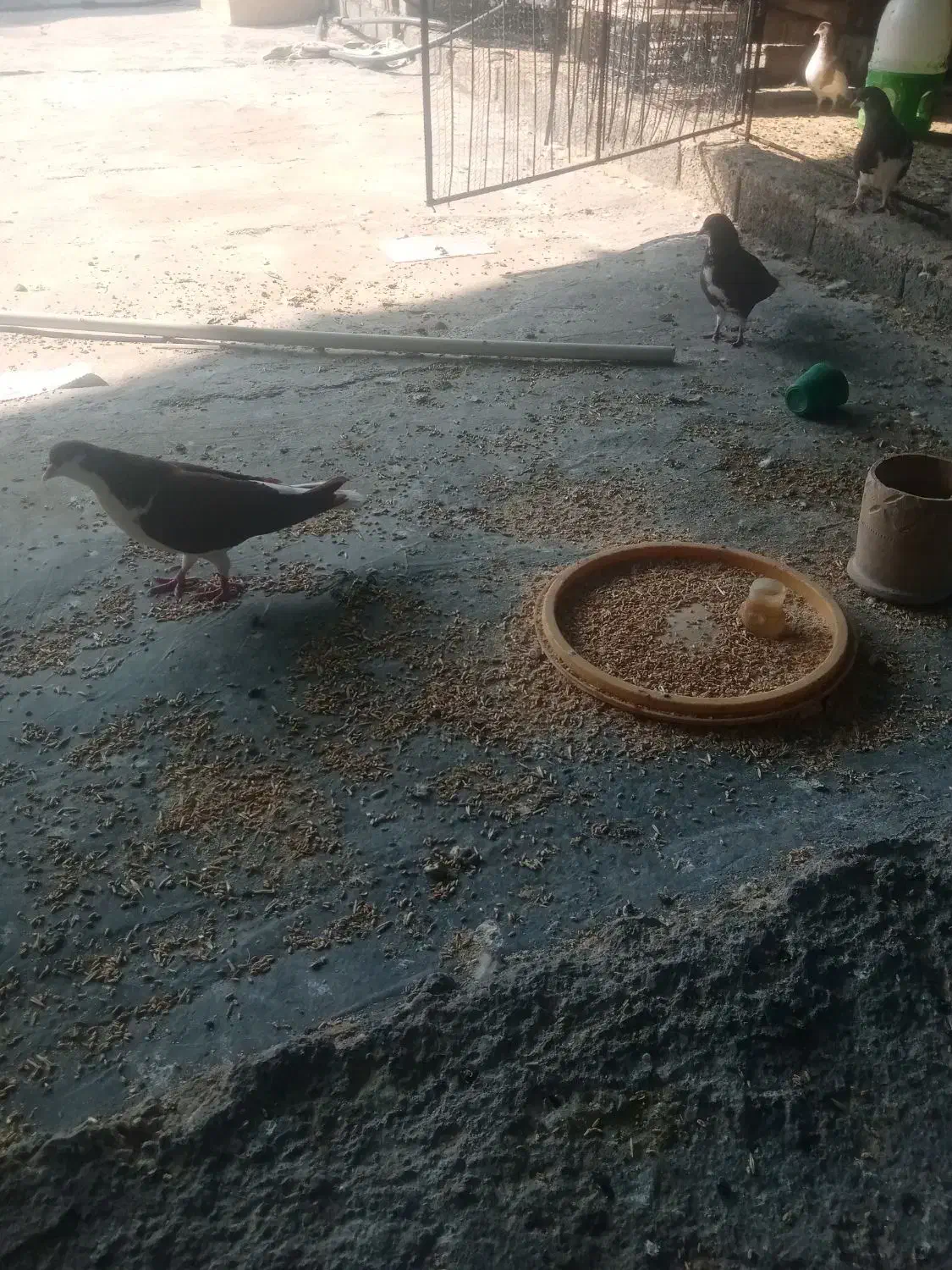 20تا کبوترشهری خوشرنگ|پرنده|برازجان, |دیوار