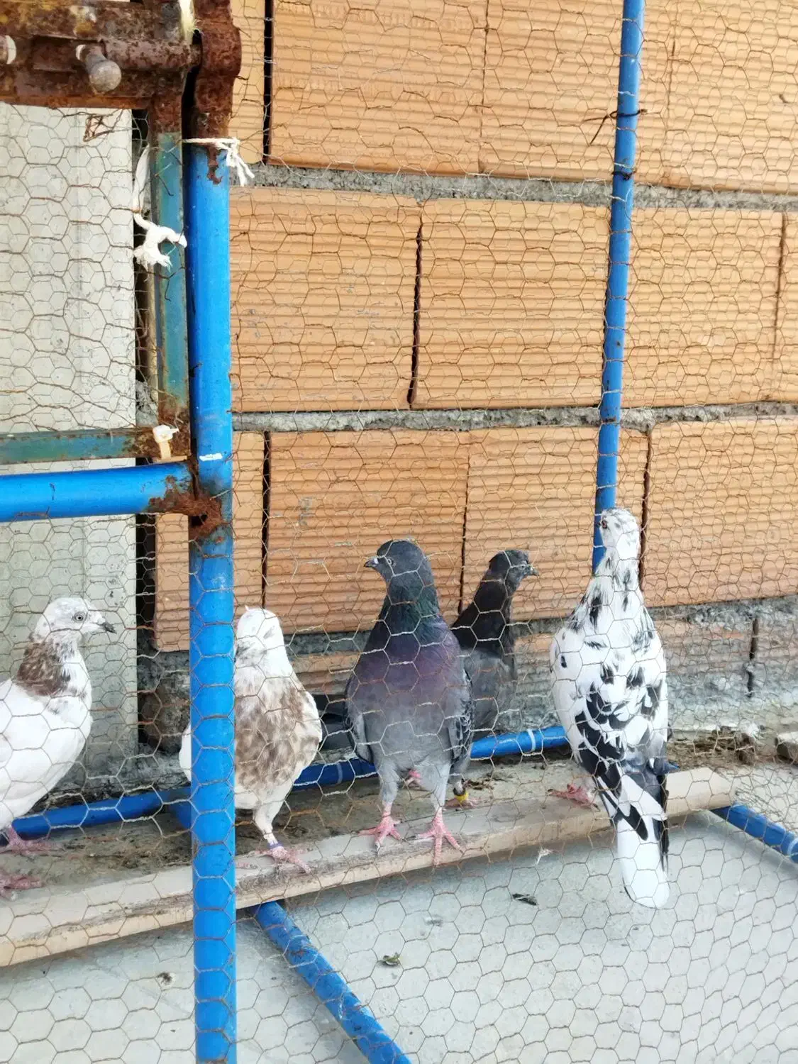 کبوتر دونه ای 150|پرنده|بندر ترکمن, |دیوار