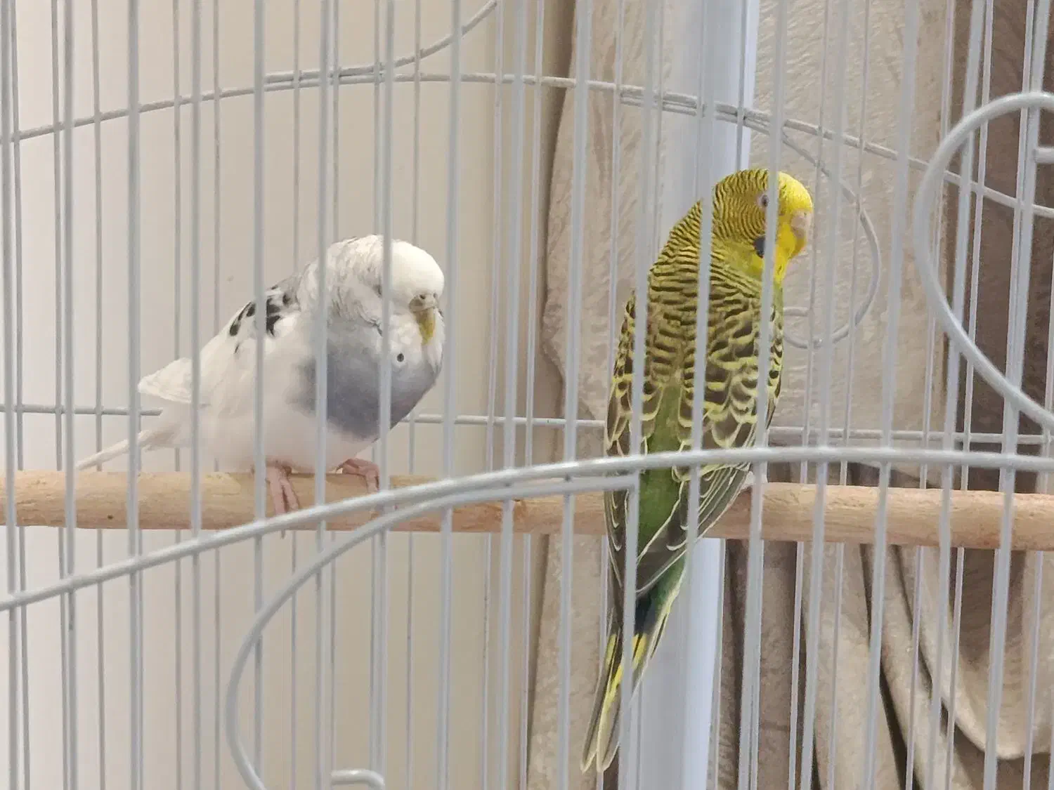 یک جفت مرغ عشق|پرنده|پردیس, فاز ۱۱|دیوار