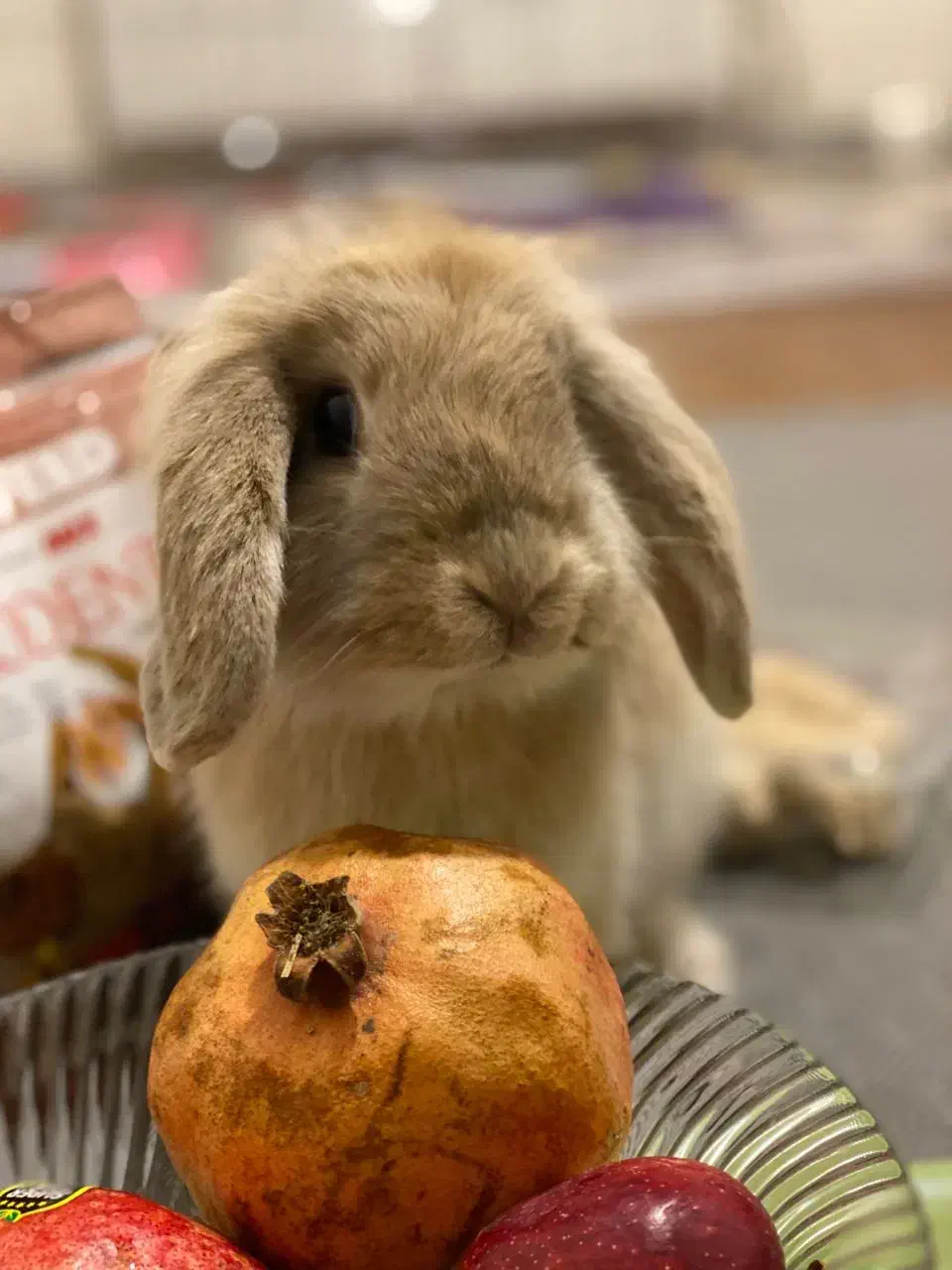 واگذاری لوپ نر|موش و خرگوش|تهران, آبشار|دیوار