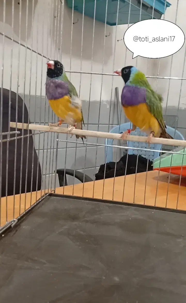 فنچ عروس هلندی گرینچیگ پرنده مرغ عشق برزیلی قناری|پرنده|صباشهر, |دیوار