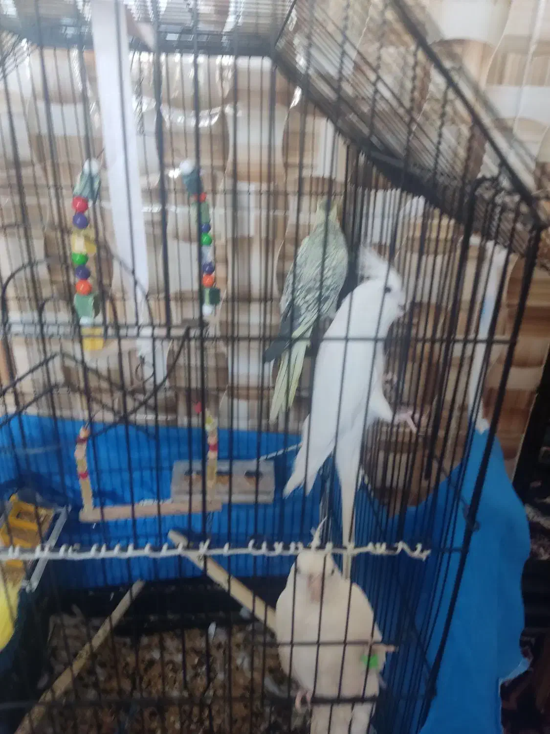 عروس هلندی|پرنده|بستان آباد, |دیوار