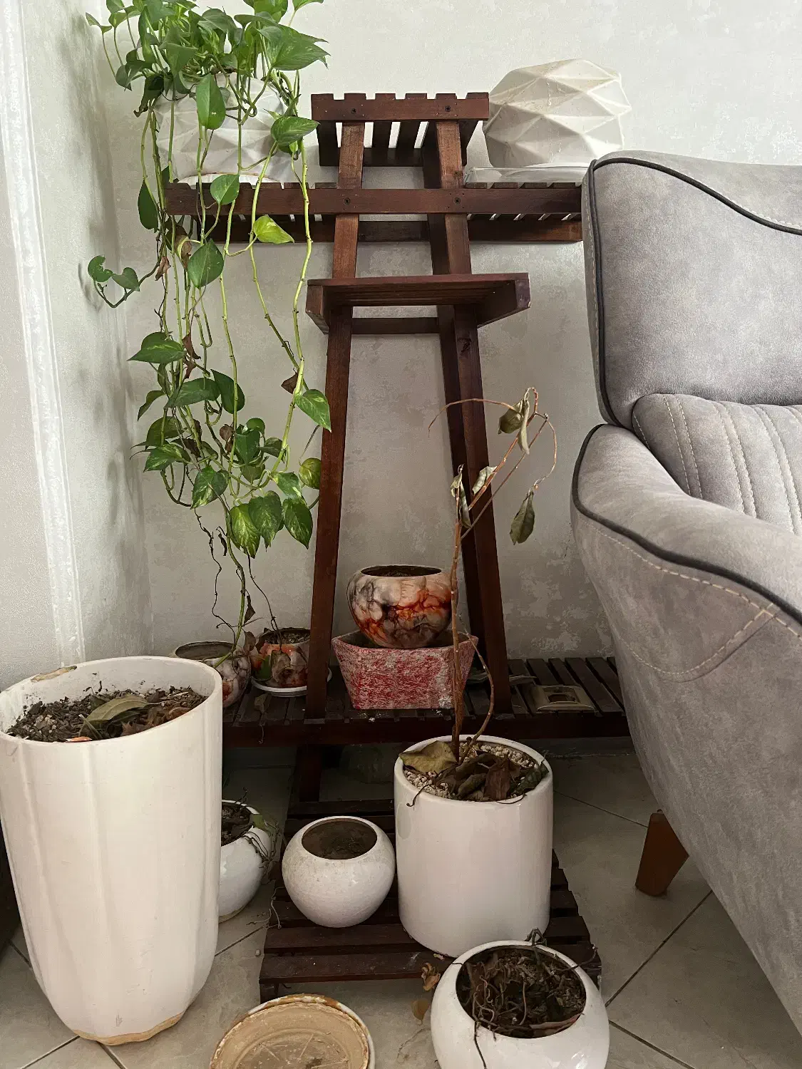 فروش تعدادی گلدون کاملا سالم|گل و گیاه طبیعی|شیراز, کلاهدوز|دیوار