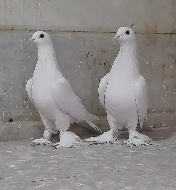 کبوتر لوتی|پرنده|تبریز, |دیوار