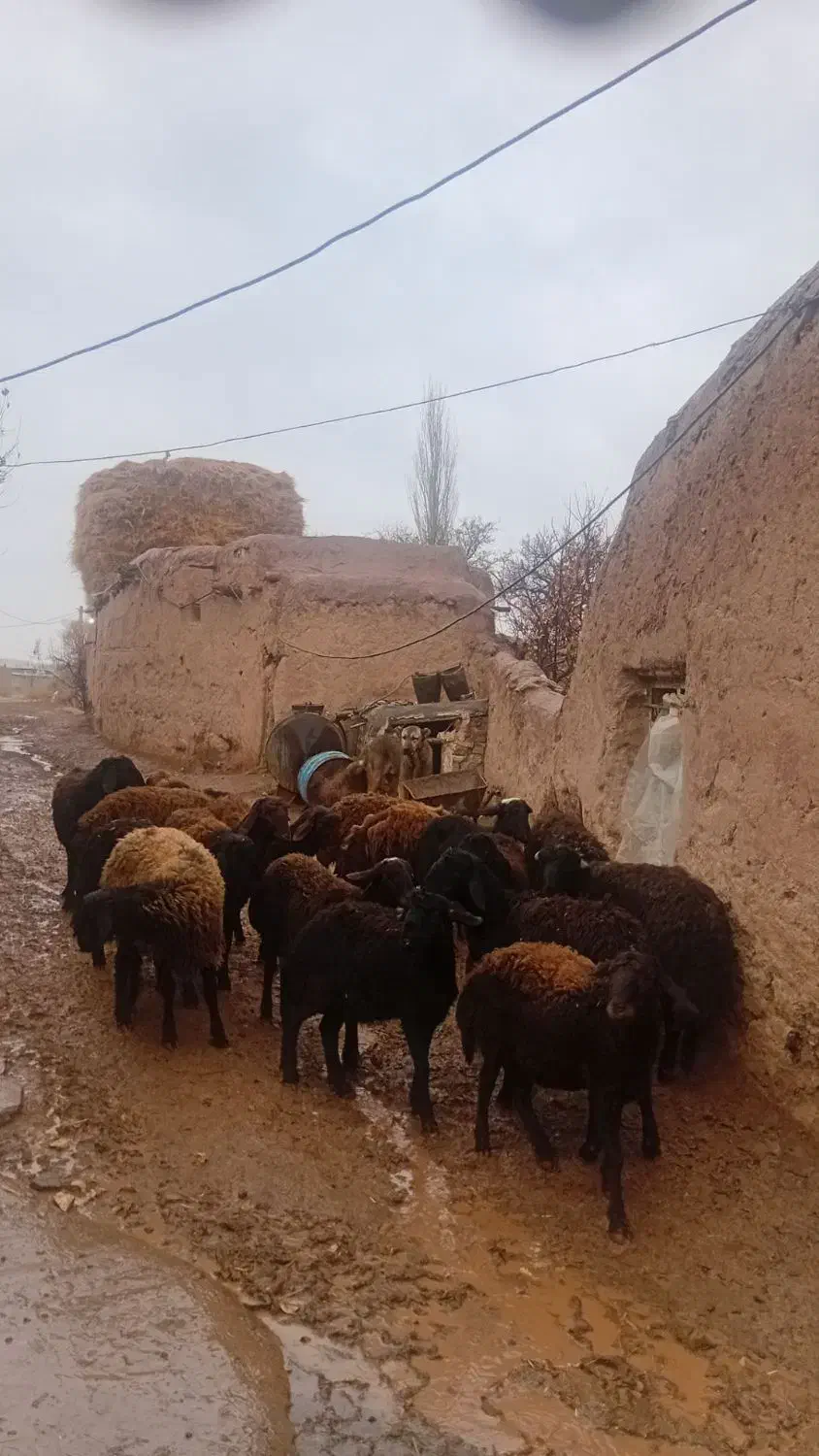 17عدد گوسفند نر جوان دشتی آماده برای پروار بندی|حیوانات مزرعه|حلب, |دیوار