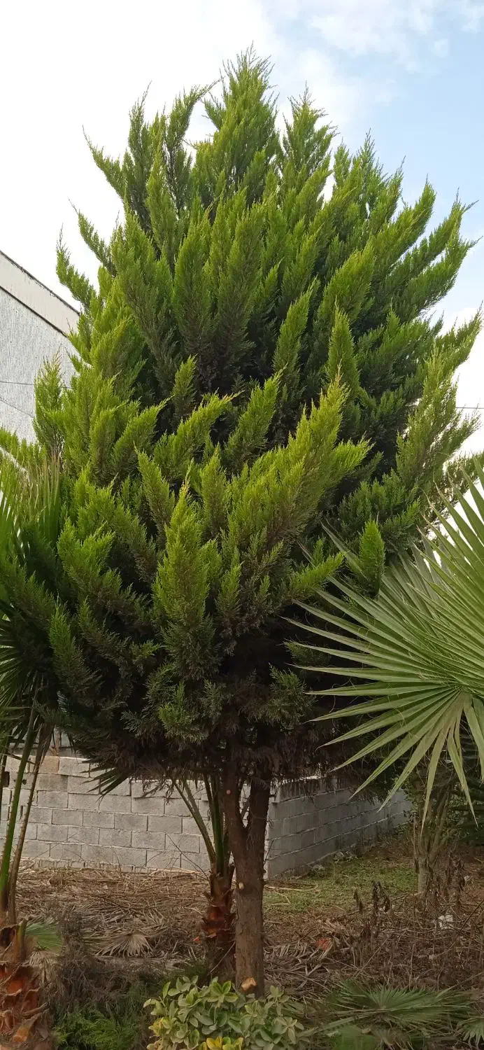 فروش درخت کاج|گل و گیاه طبیعی|لنگرود, |دیوار