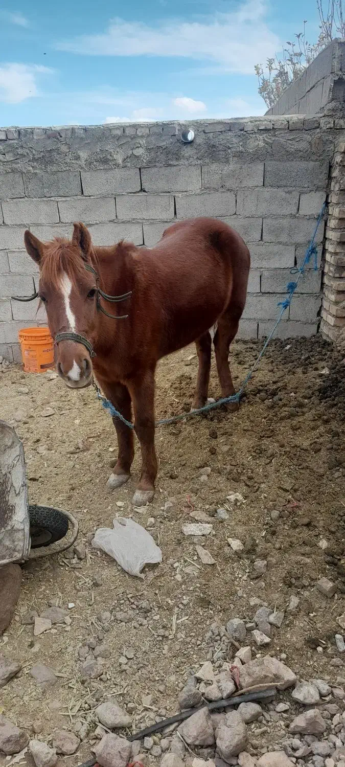 اسب ماده|اسب و تجهیزات اسب‌سواری|طبس, |دیوار