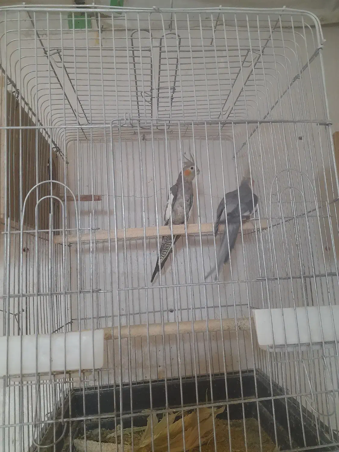 حراج عروس هلندی همه مولد جمع آوری سالن|پرنده|پاکدشت, خاتون آباد|دیوار