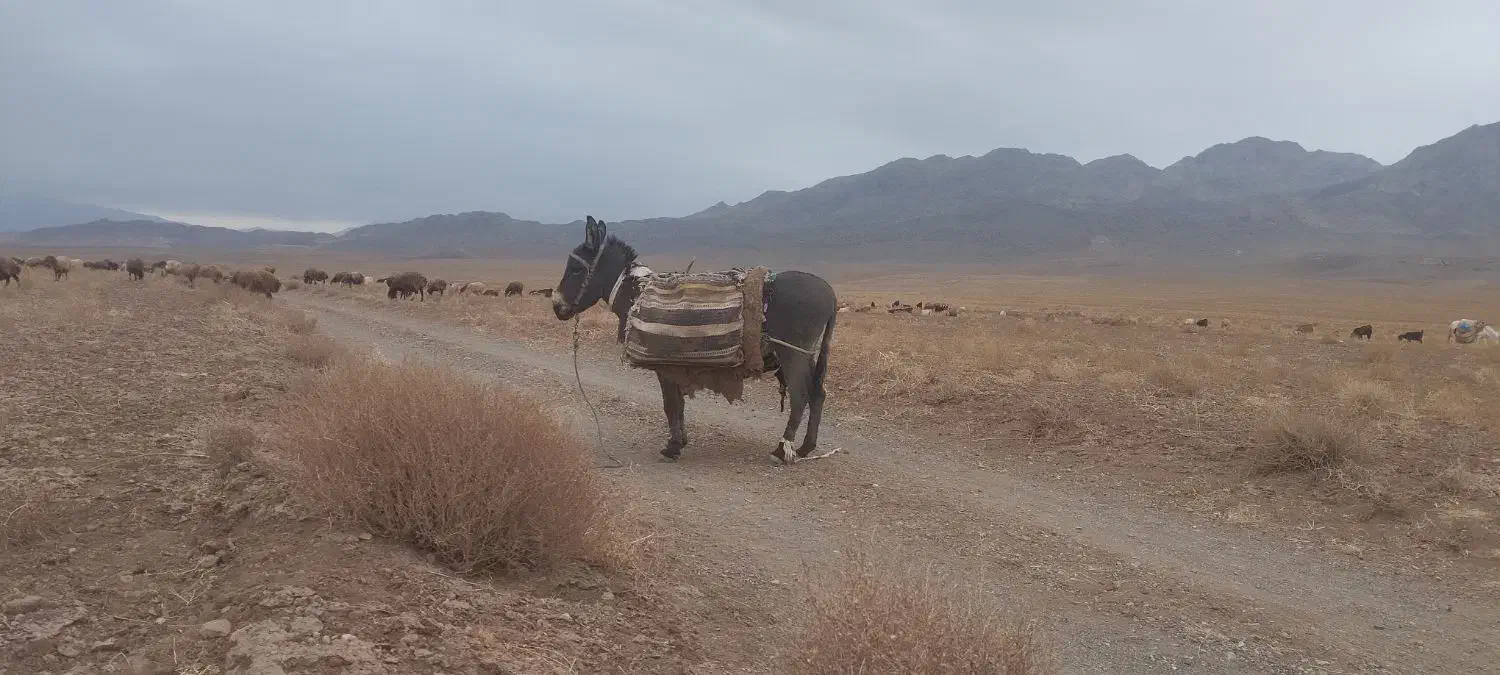 الاغ گله|حیوانات مزرعه|سلیمان, |دیوار