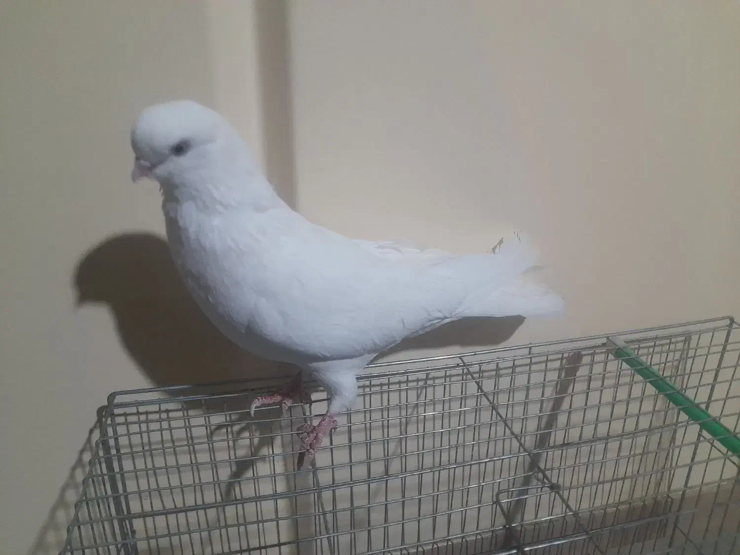 یک جفت کبوتر نوک قنار سفید|پرنده|شهرکرد, |دیوار