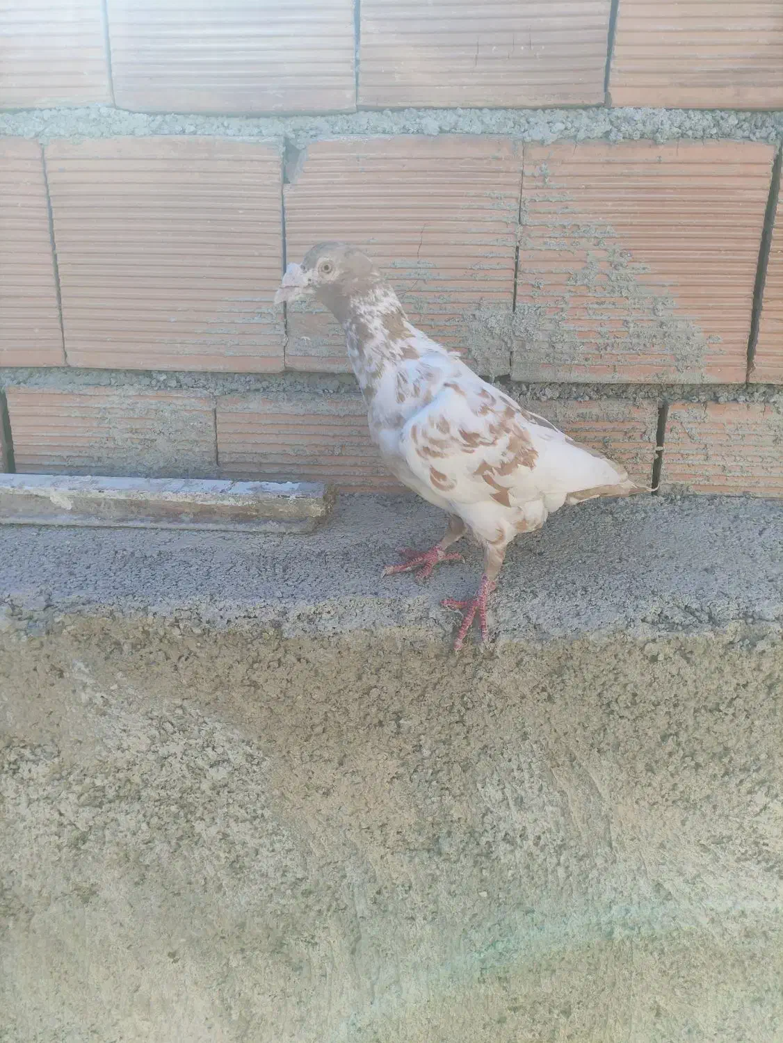 دوعدد کفترقلدر|پرنده|شیروان (خراسان), |دیوار