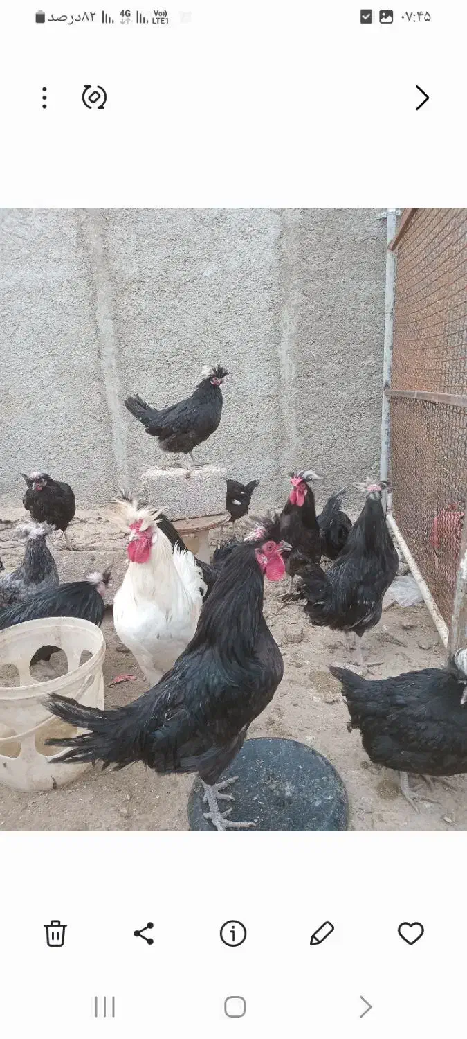 ۷ تا خروس لهستانی فروشی|حیوانات مزرعه|شاهدشهر, |دیوار