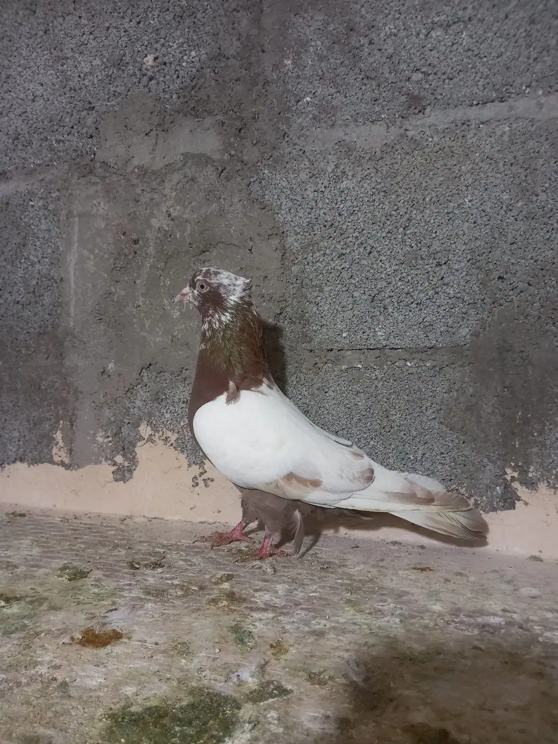 دوتا کبوتر|پرنده|عجب شیر, |دیوار