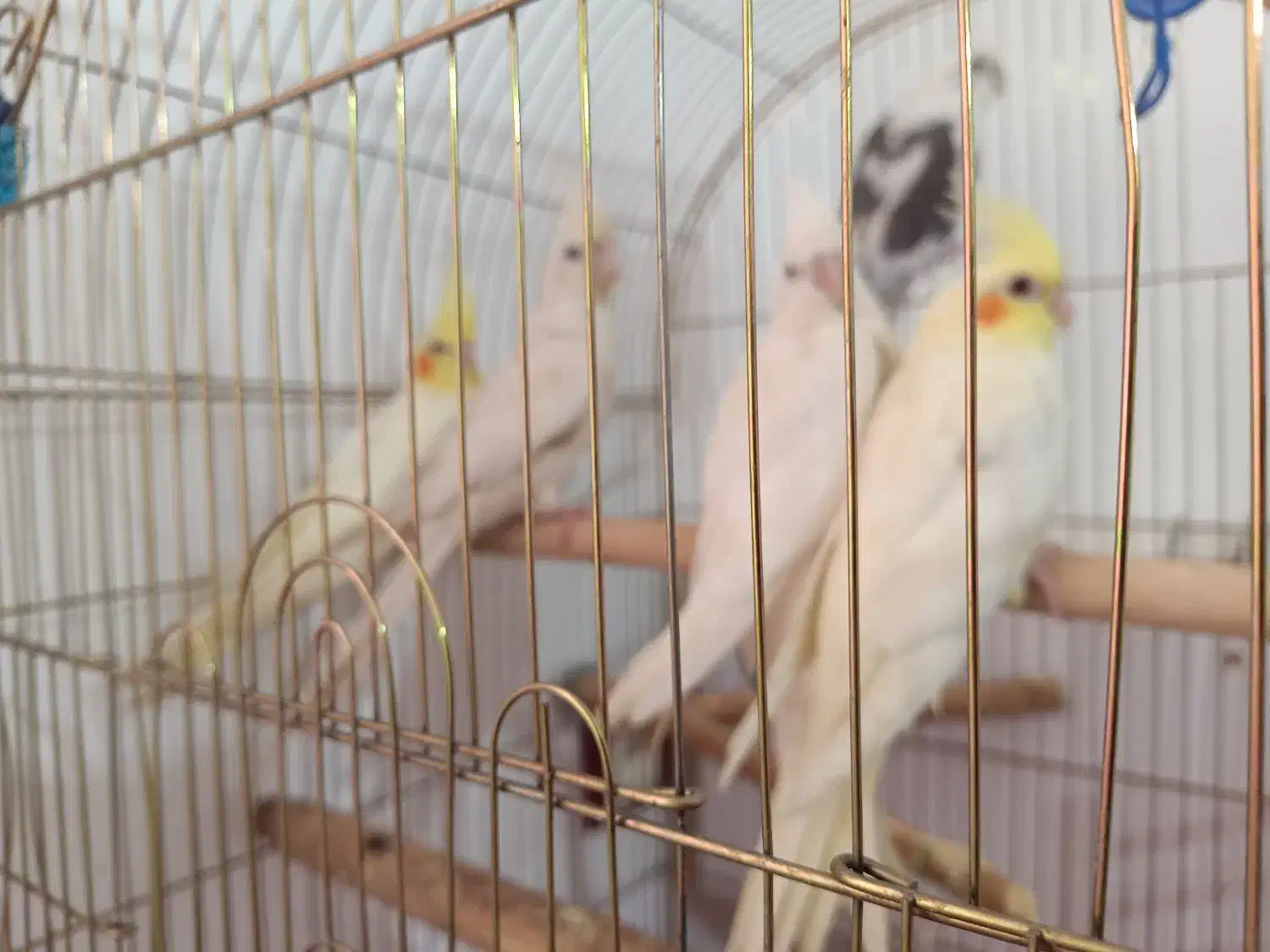 جوجه عروس هلندی آلبینو و لوتینو|پرنده|قم, اسمعیل آباد|دیوار