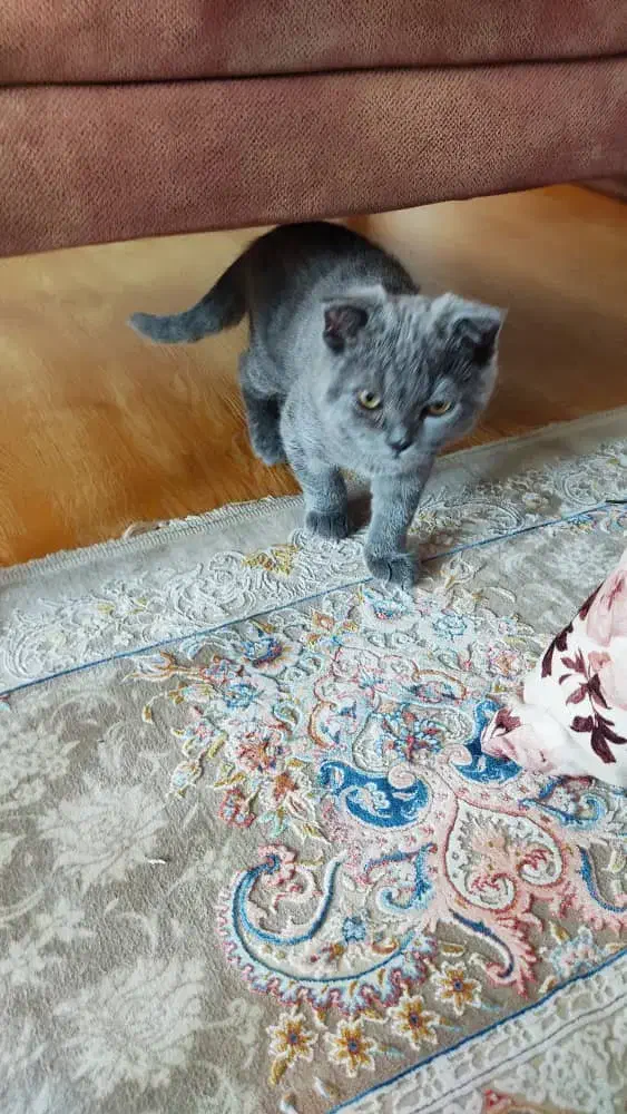 بچه گربه اسکاتیش فولد شورت هیر چالوس آمل محمودآباد|گربه|نوشهر, |دیوار