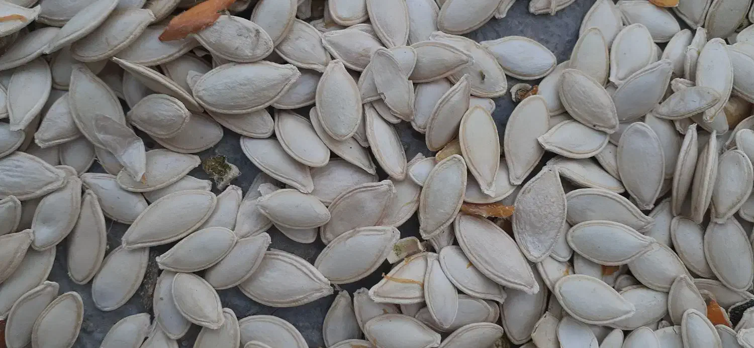 تخمه کدو تی۱۹|عمدهفروشی|سجاس رود, |دیوار