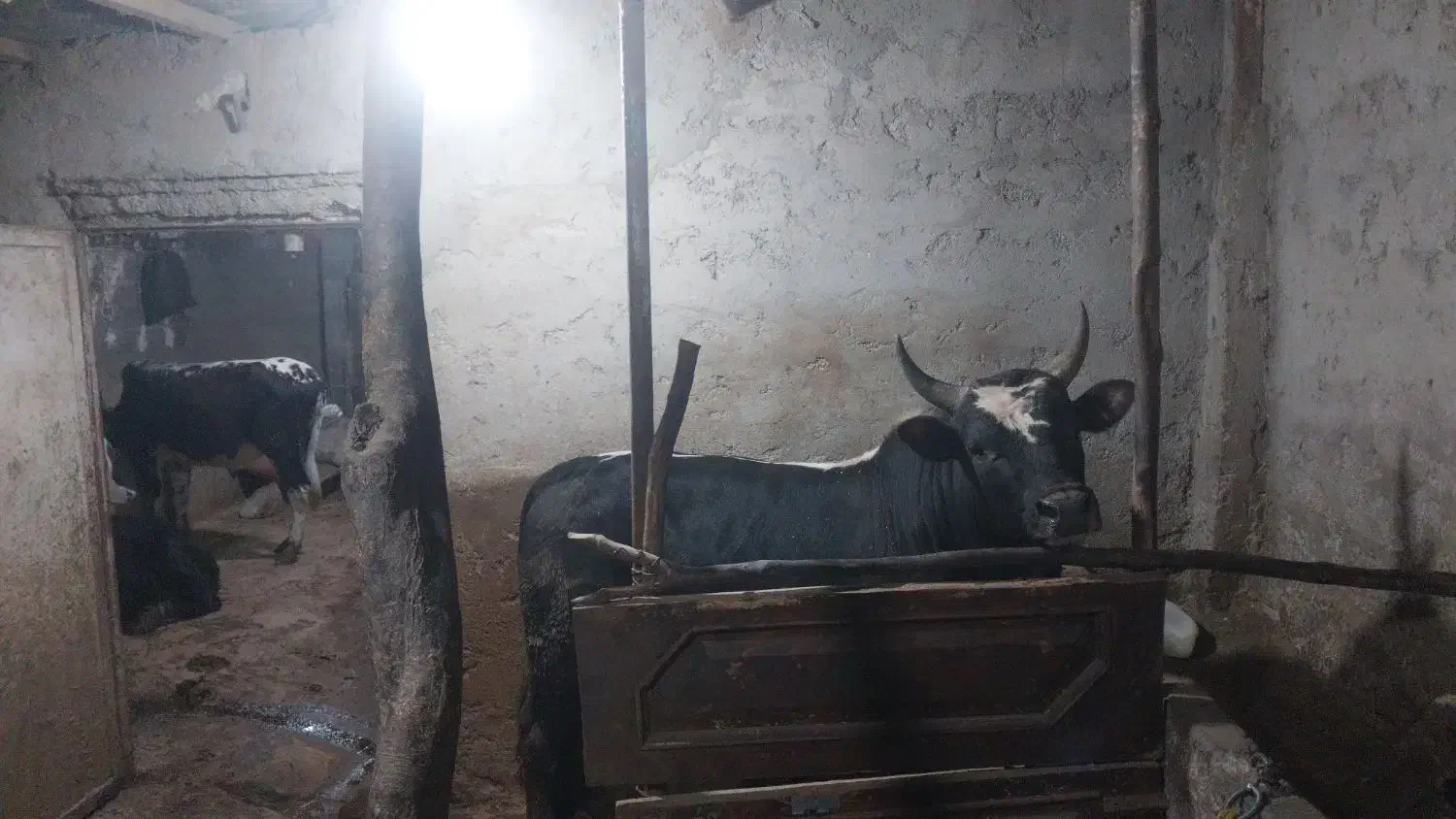 گاو|حیوانات مزرعه|چالوس, |دیوار