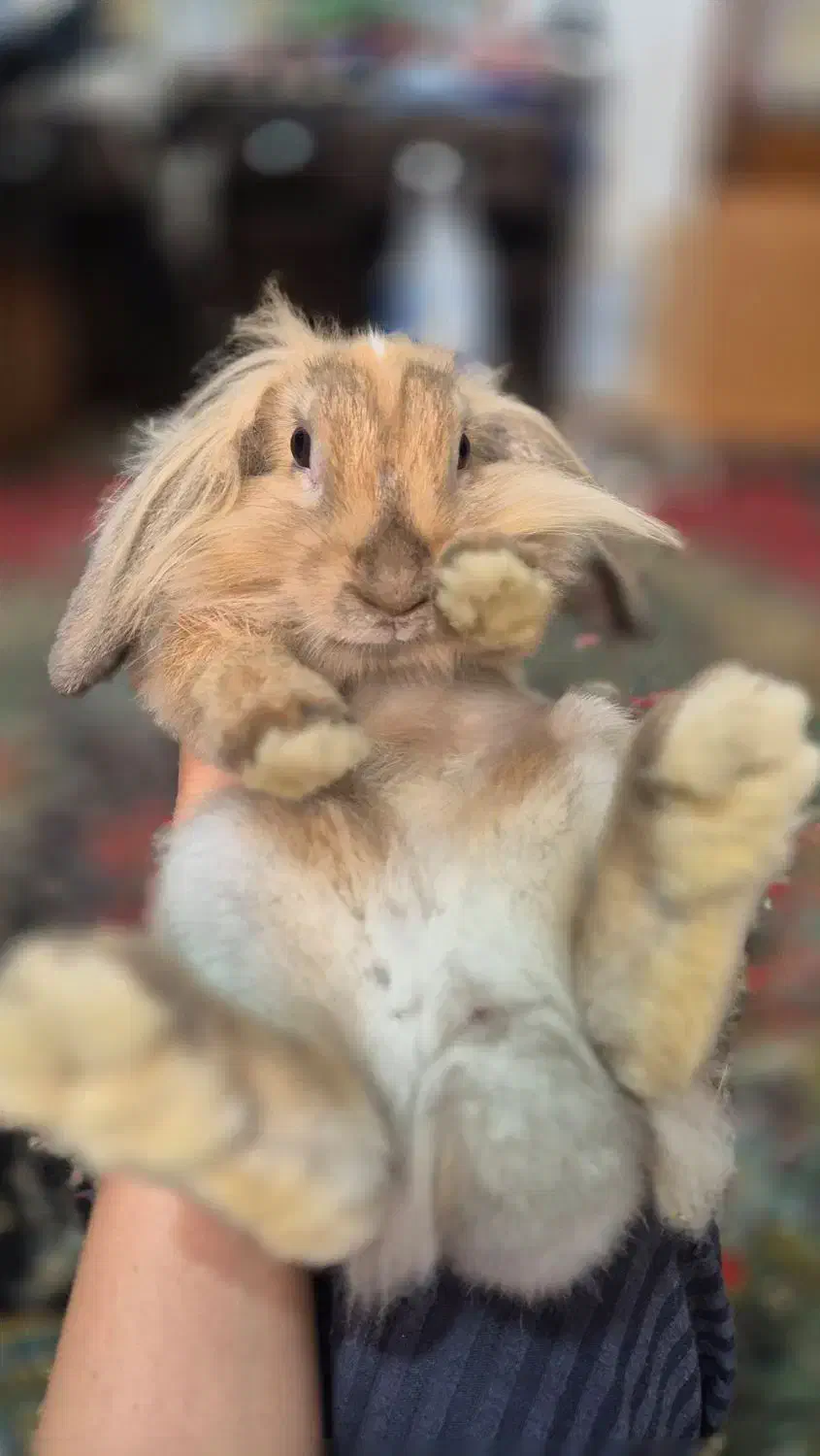 خرگوش لوپ اصیل|موش و خرگوش|دزفول, |دیوار