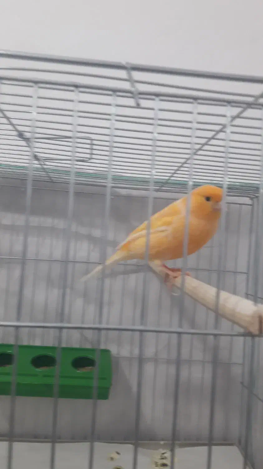 بزرگترین مجموعه قناریهای لوکس|پرنده|بهبهان, |دیوار