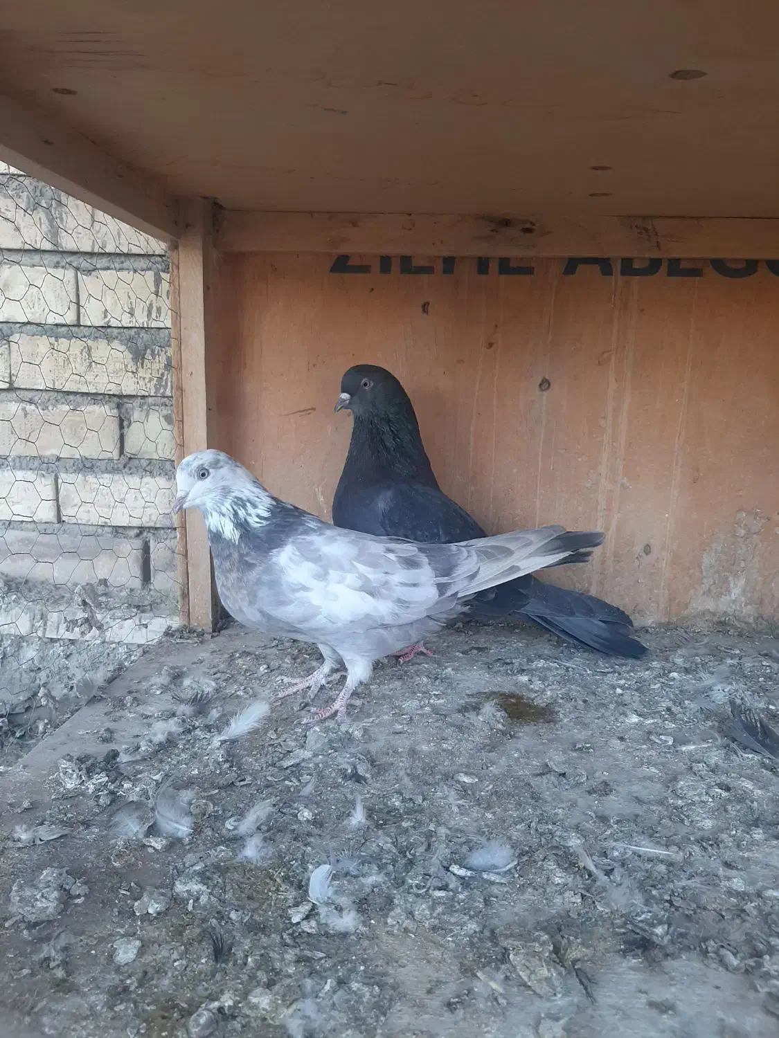 نر و ماده اصفهانی|پرنده|برخوار, |دیوار