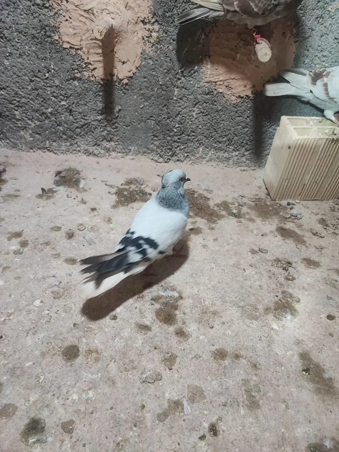 کفتر صید|پرنده|اسفراین, |دیوار