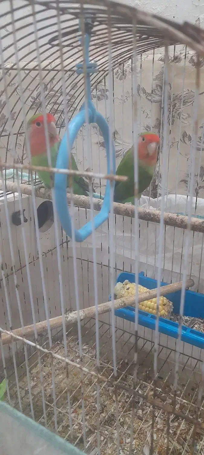 فنچ و،... عروس|پرنده|بندر امام خمینی, |دیوار