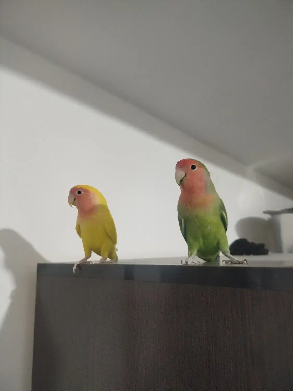 طوطی برزیلی|پرنده|رباط‌کریم, مسکن مهر آبشناسان|دیوار