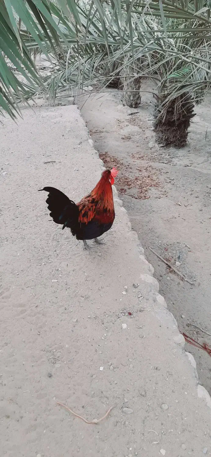 خروس محلی جوان|حیوانات مزرعه|بندرعباس, |دیوار