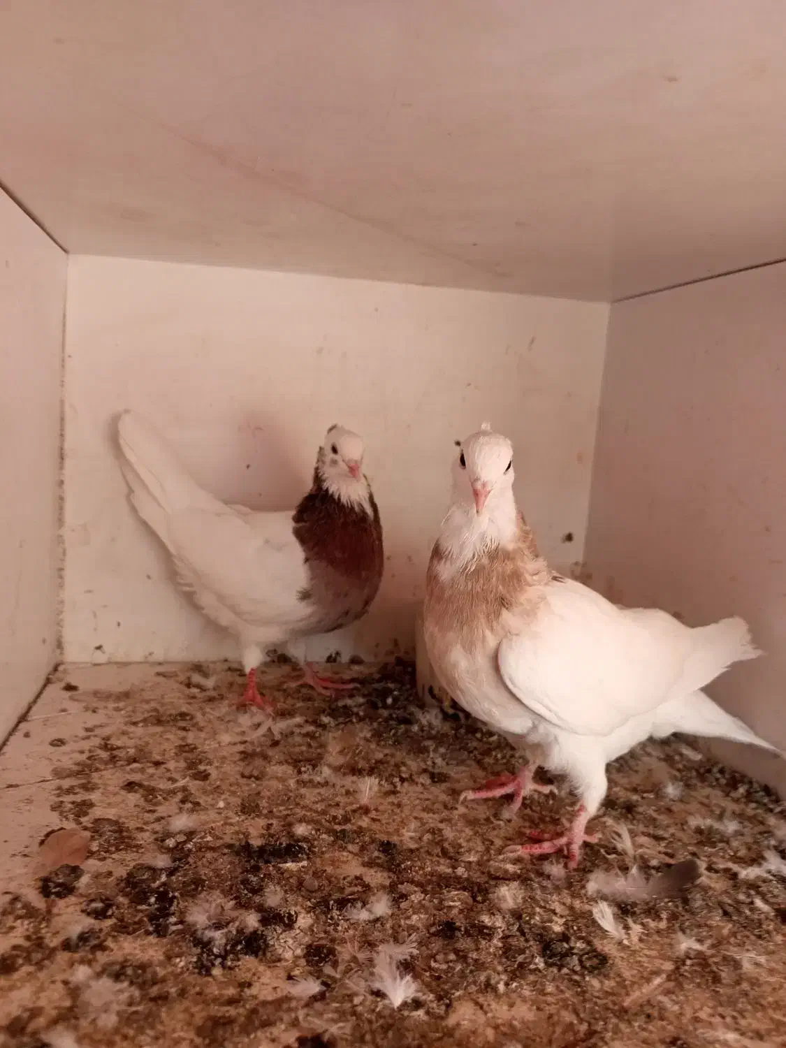 کفتر طوقی پشتار|پرنده|تهران, مرادآباد|دیوار