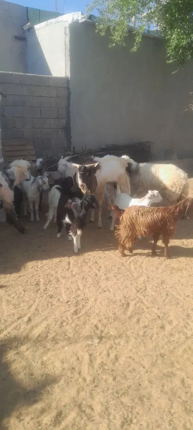 تعدادی کهره ماده پازن|حیوانات مزرعه|جم, |دیوار