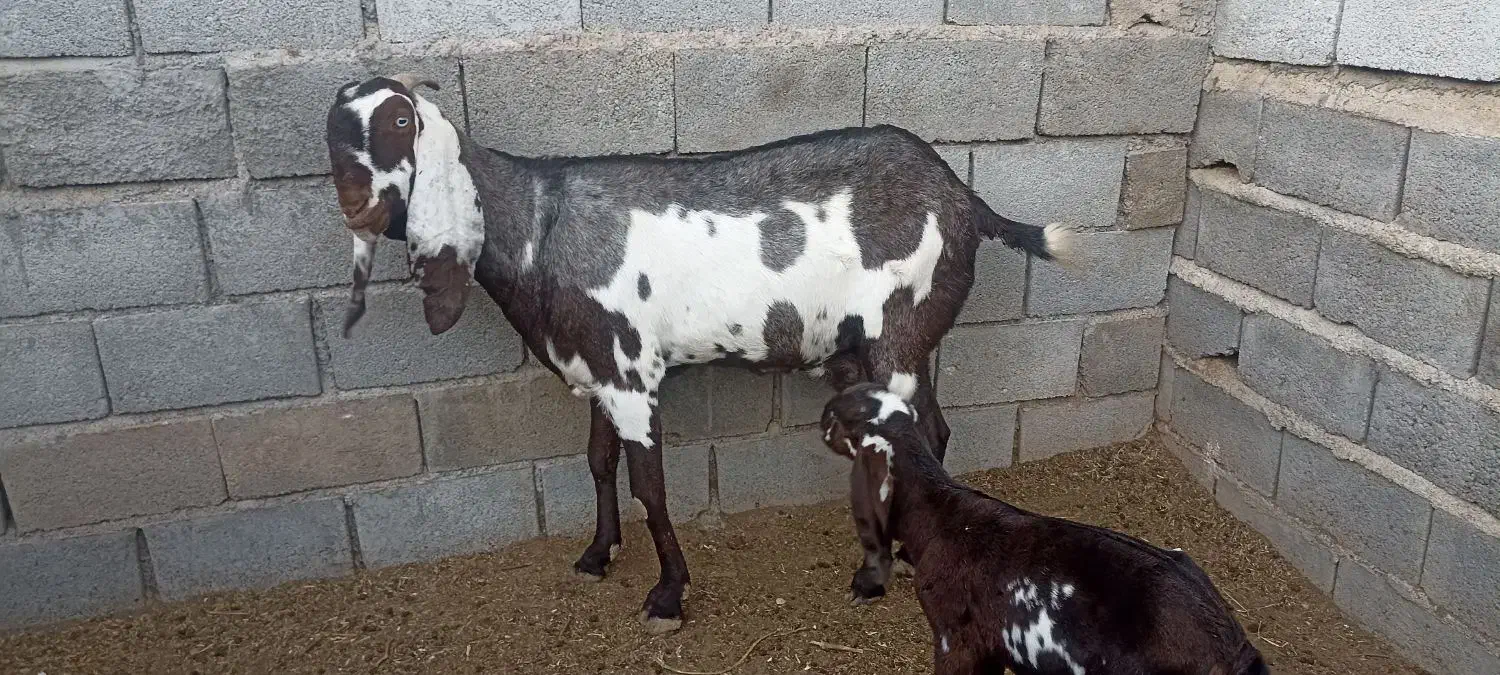 بز بیتال پنجابی|حیوانات مزرعه|جنت, |دیوار