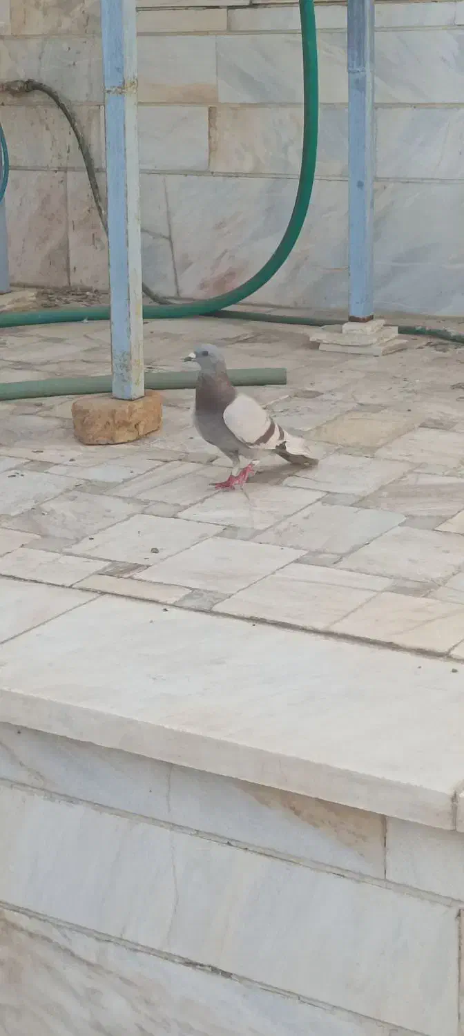 کفتر|پرنده|اردکان, |دیوار