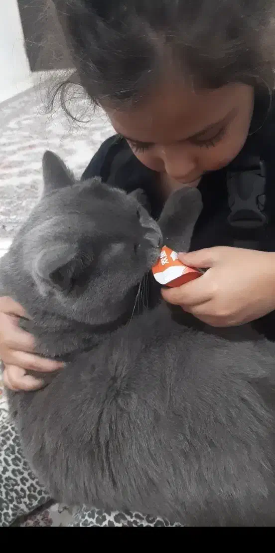 گربه بیریتیش اصیل رنگ بلو|گربه|اراک, |دیوار