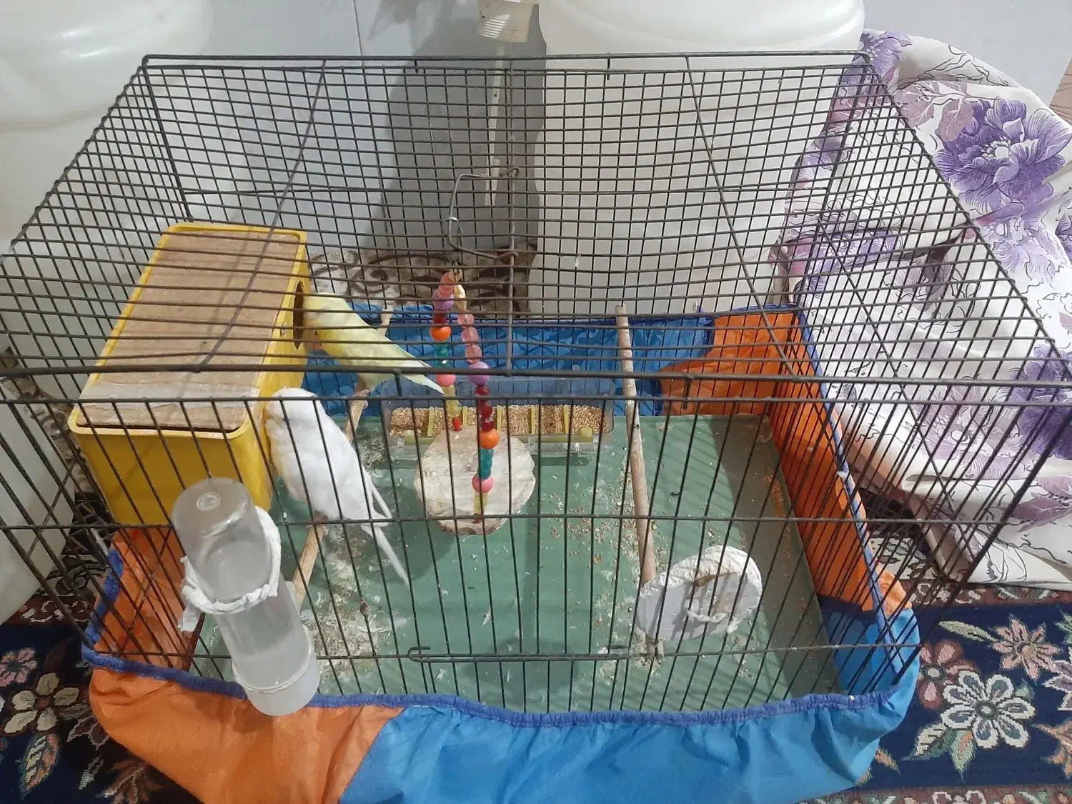 مرغ عشق با قفس|پرنده|اهواز, پردیس|دیوار