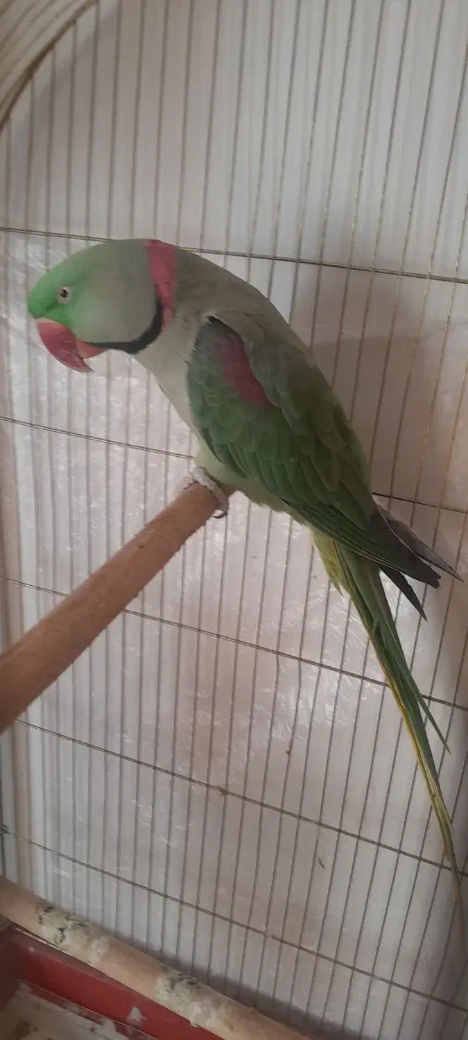 فروش شاه طوطی|پرنده|نقده, |دیوار