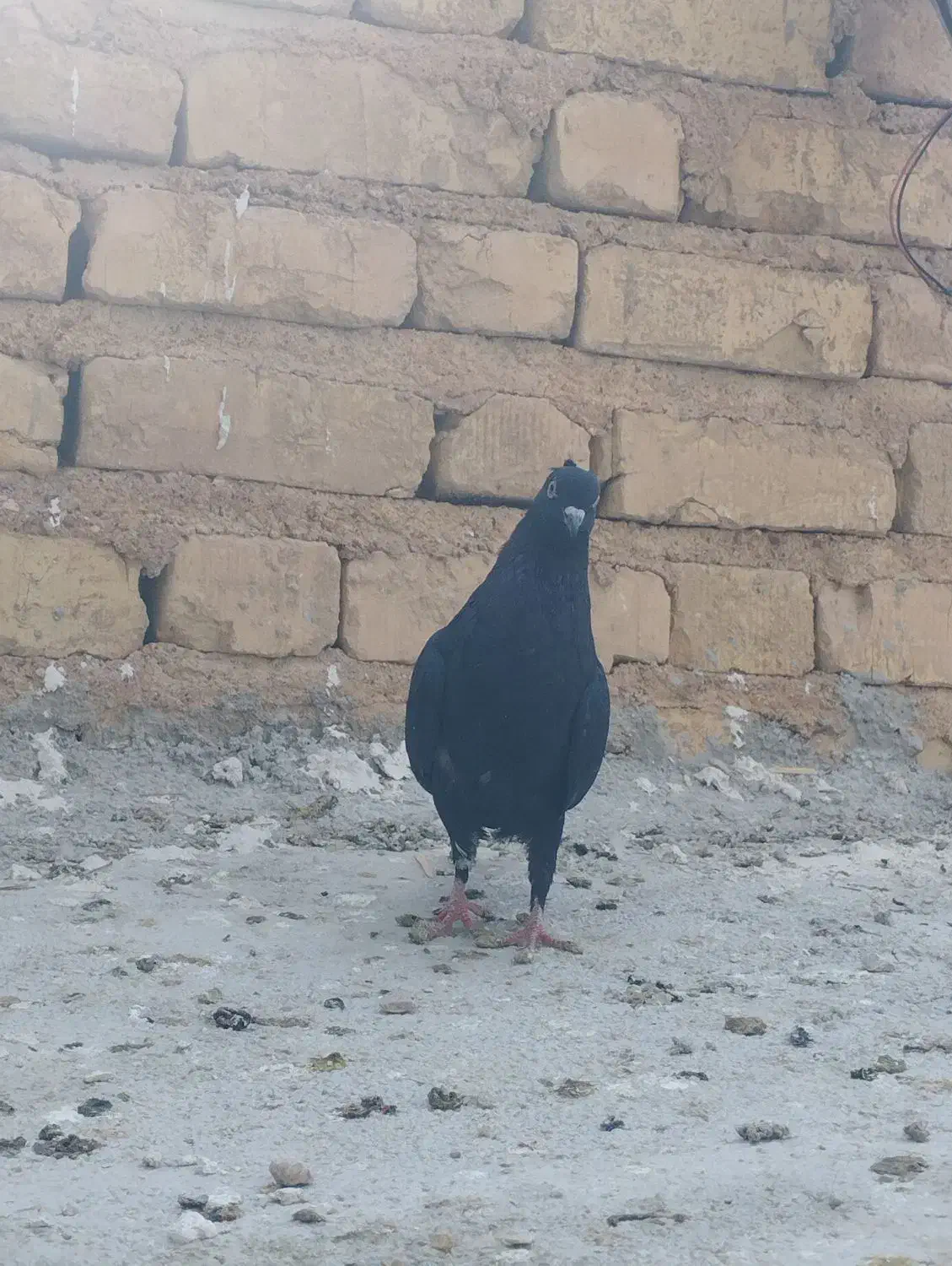 کبوتر . دمسفید. بهبونی. پلاکی. جوجه|پرنده|مرودشت, فرهنگ|دیوار