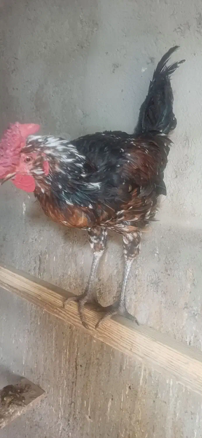 خروس گلین|حیوانات مزرعه|احمدآبادمستوفی, |دیوار