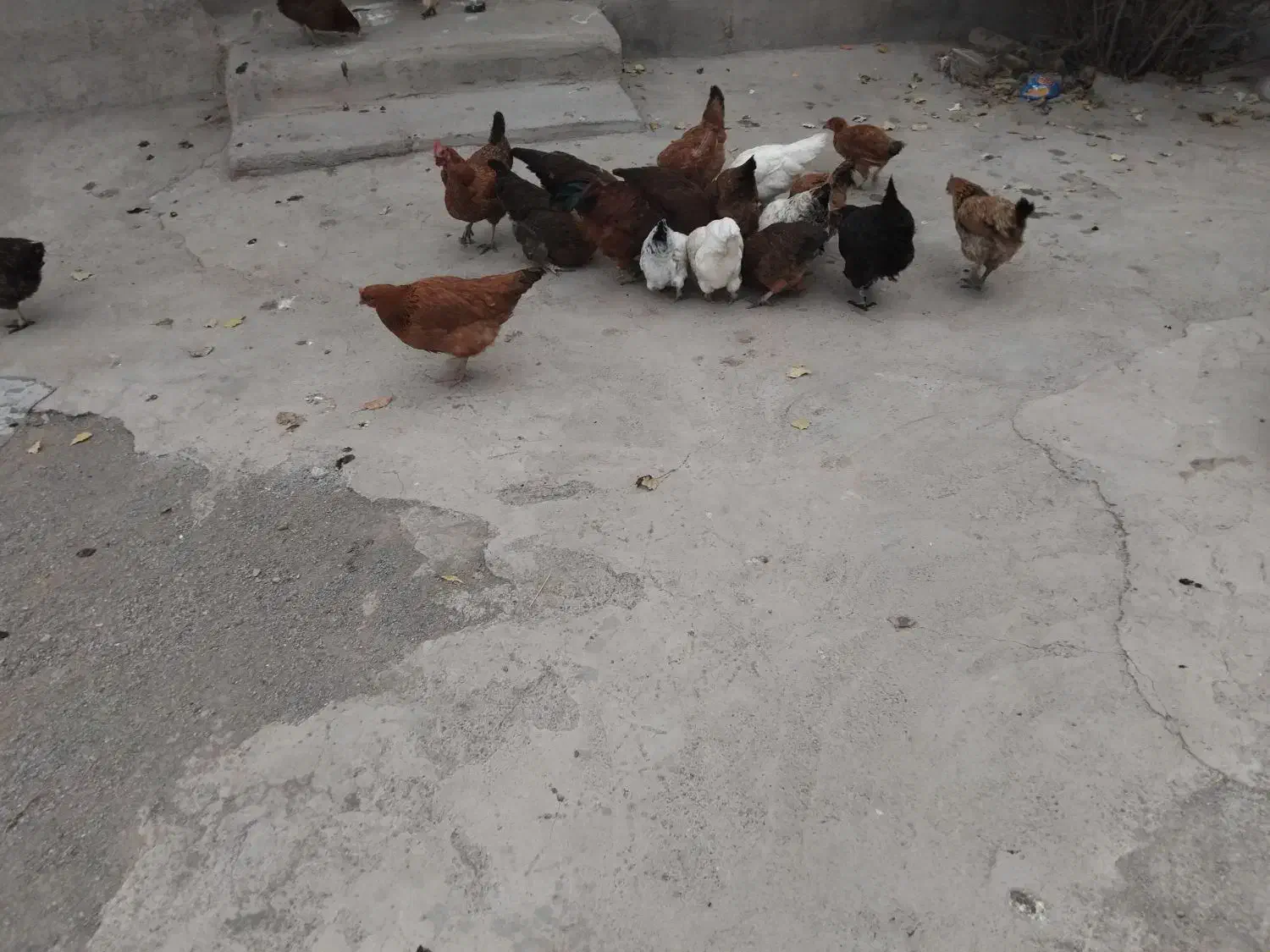 فروشی مرغ و خروس|حیوانات مزرعه|هیر, |دیوار