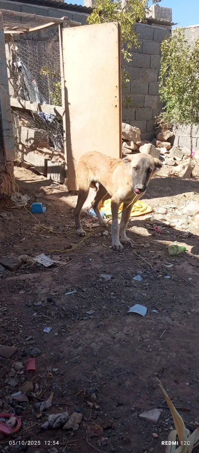 سگ نگهبان وگله|سگ|جوین, |دیوار