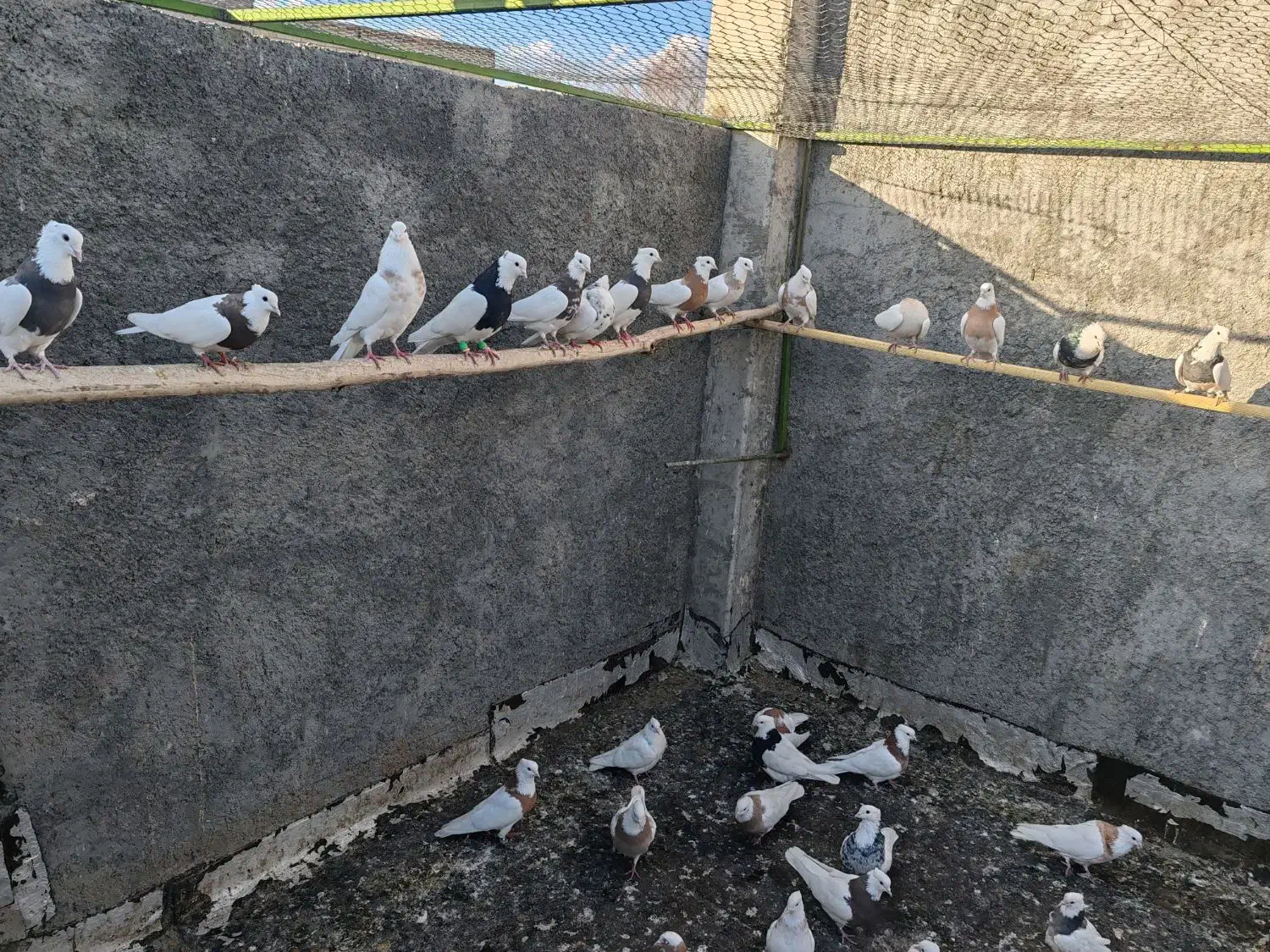 فروش 10جفت طوقی|پرنده|مبارکه, |دیوار