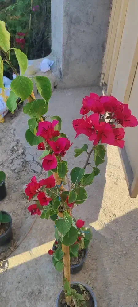 استخدام منشی خانم|استخدام اداری و مدیریت|بوشهر, |دیوار