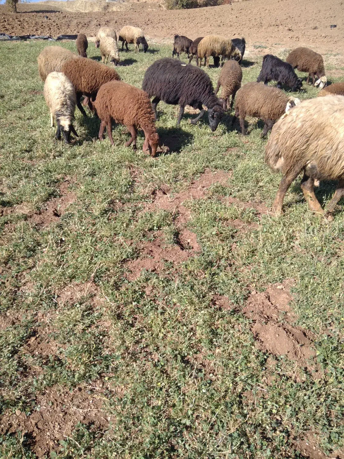 کاور نرو ماده|حیوانات مزرعه|مریوان, |دیوار